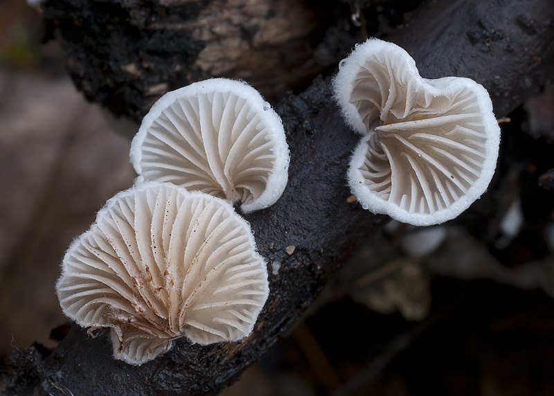 Crepidotus versutus